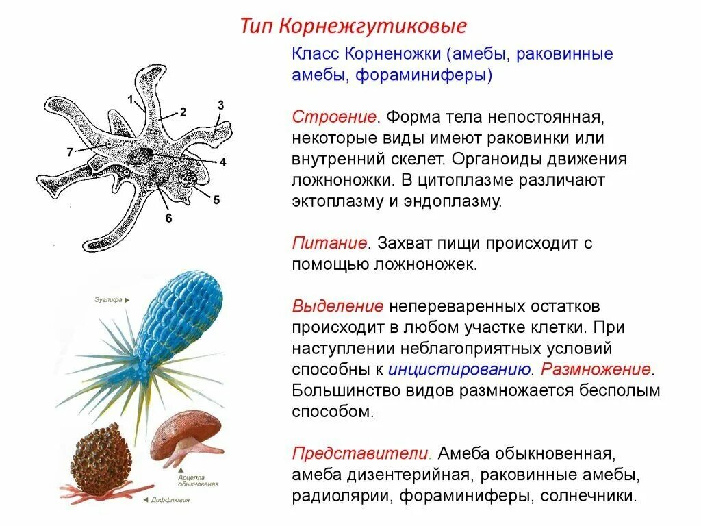 При наступлении неблагоприятных условий амеба. Тип корненожки строение. Корненожки представители среда обитания. Раковинные корненожки строение. Простейшие животные строение раковинная амеба.