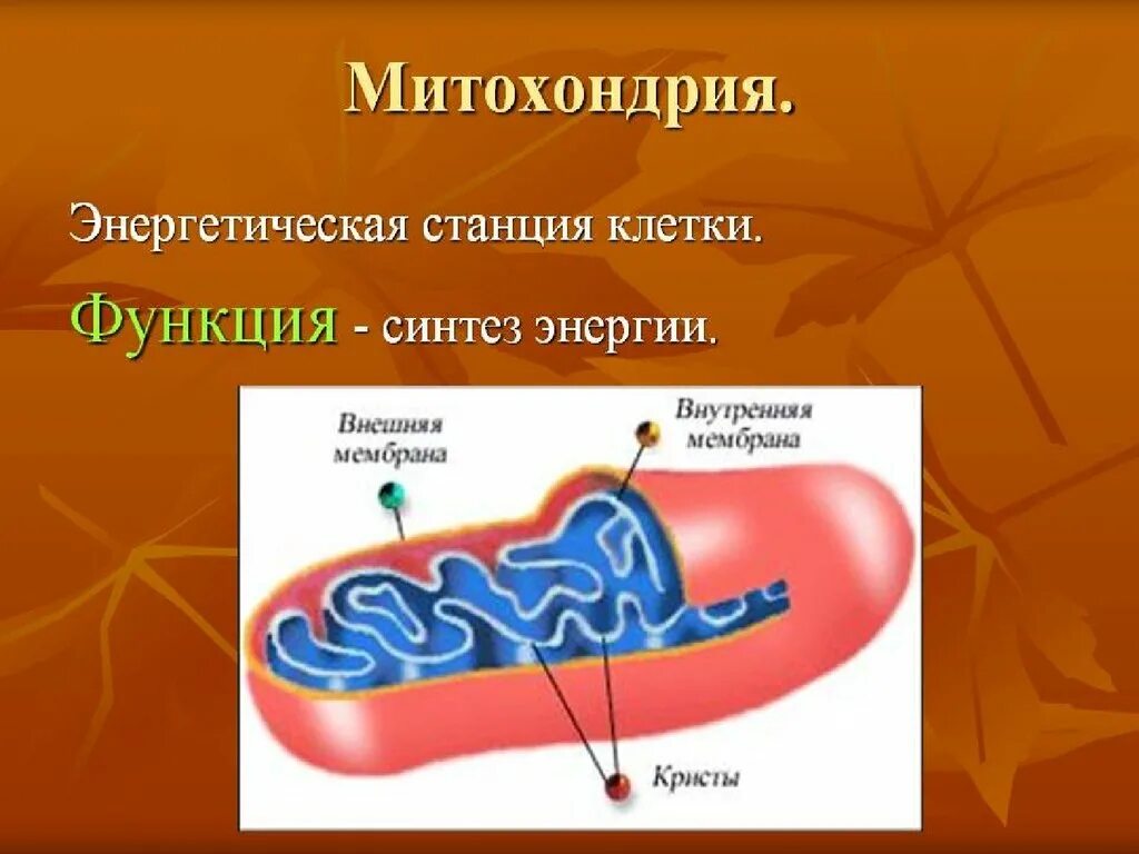 Функции митохондрий 1. Митохондрии энергетические станции. Митохондрии энергетические станции клетки. Синтез митохондрий. Митохондрии функции.