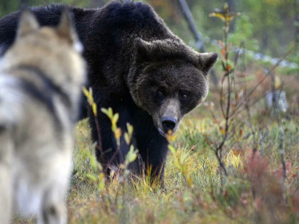 Охота на медведя на кольском полуострове