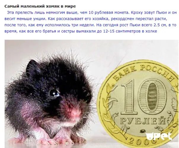 Hamster coin новый. Хомяки в трейдинге. Мышь с деньгами. В какой валюте будет хомяк. В какой валюте будет хомяк.