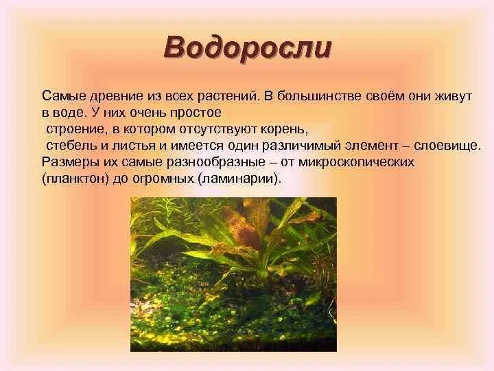 Водоросли относятся к растениям так как. Водоросли относят к царству растений. Самые древние водоросли. Водоросли самое древнее растение. Водоросли древнейшие представители царства.