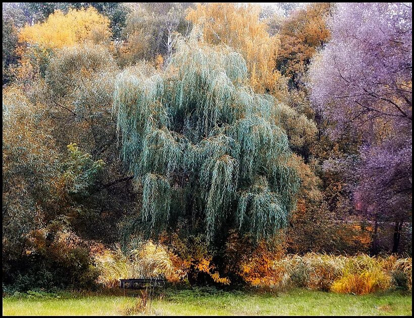 плакучая ива дерево. старые ветлы с почти черными от ливня. плакучая ива. ива ракита над рекой. ива белая ветла.