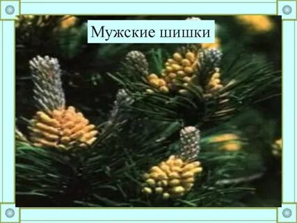 Отдел шишки