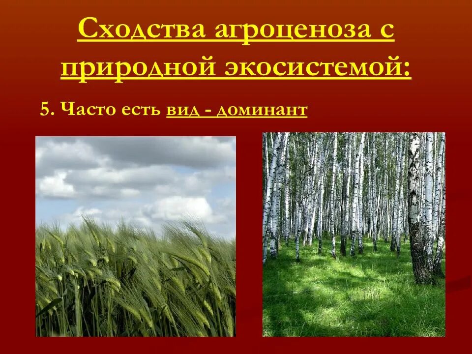 Природные экосистемы примеры. Естественная экологическая система это. Сходство агроценоза и природной экосистемы. 5 природных экосистем. Искусственные экосистемы.