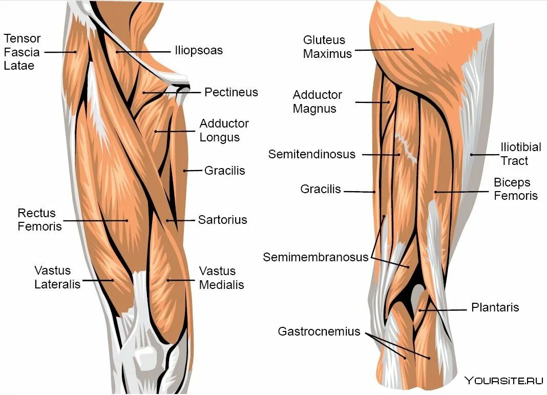 Полуперепончатая мышца (m. semimembranosus. Анатомия бедра мышцы и сухожилия. Анатомия полуперепончатой мышцы бедра. Вастус латералис. Правая нога бедро мышцы