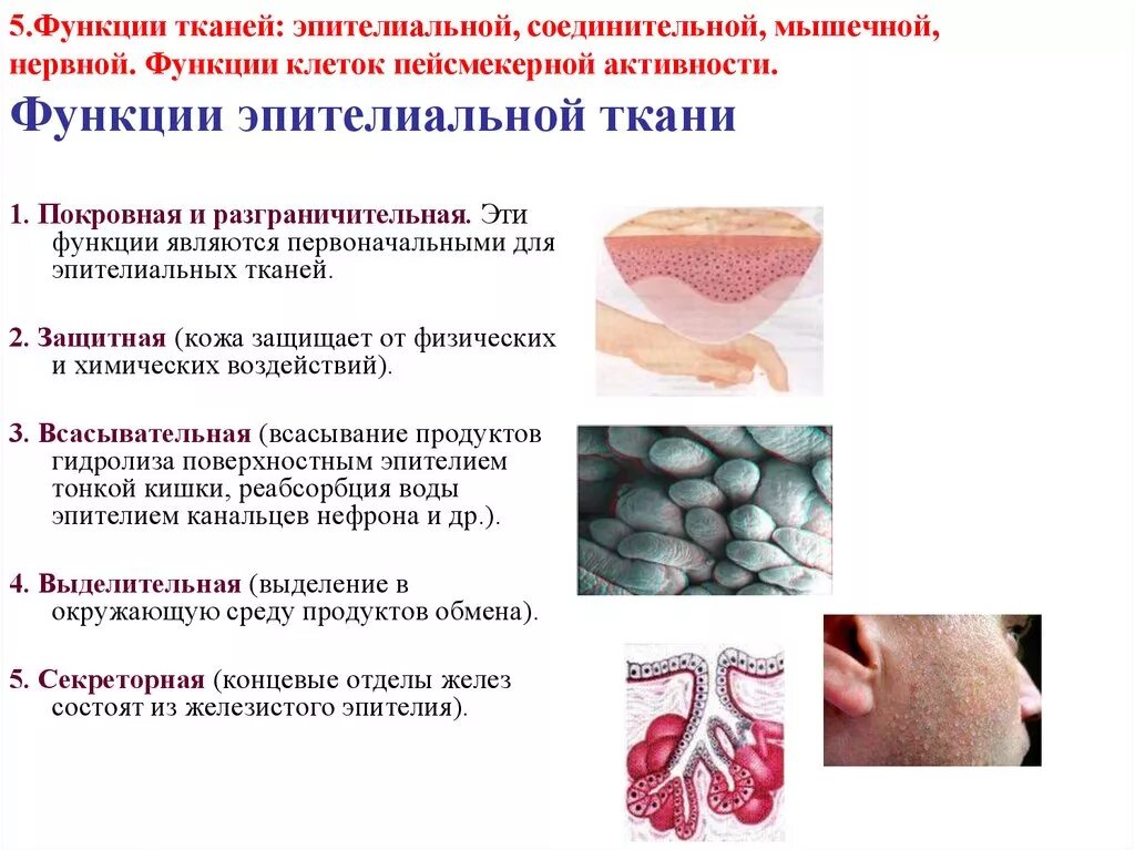 Общие функции эпителиальных тканей. Функции эпителиальной ткани покровная функция. защитная функция эпителиальной ткани. экскреторная функция эпителиальной ткани. функции тканей эпителиальной соединительной мышечной нервной.
