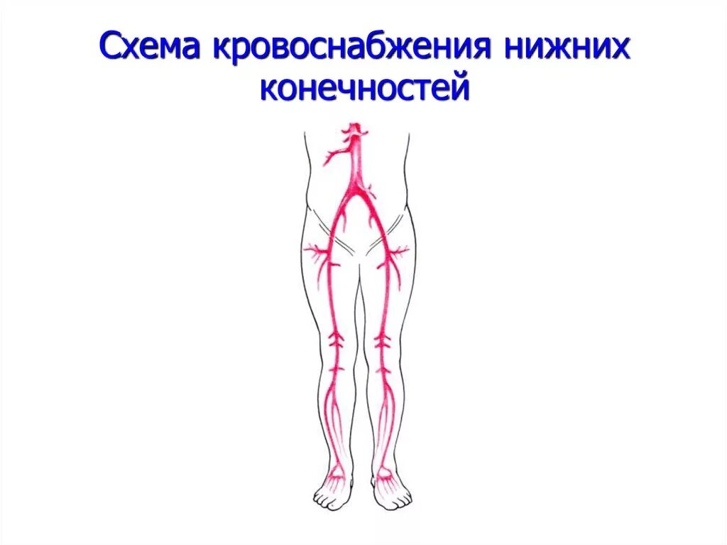Артериальные сосуды нижних конечностей. Схема кровоснабжения конечностей. Схема кровообращения нижних конечностей. Кровоснабжение нижней конечности схема. Артерии нижней конечности анатомия.