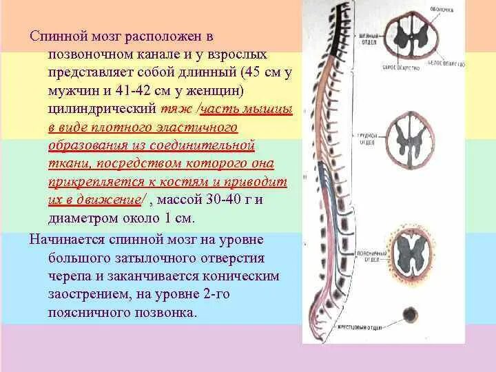 Спинной мозг позвоночном канале спинной мозг. Терминальный отдел спинного мозга. Спинной мозг расположен в позвоночном канале. Верхняя граница спинного мозга.