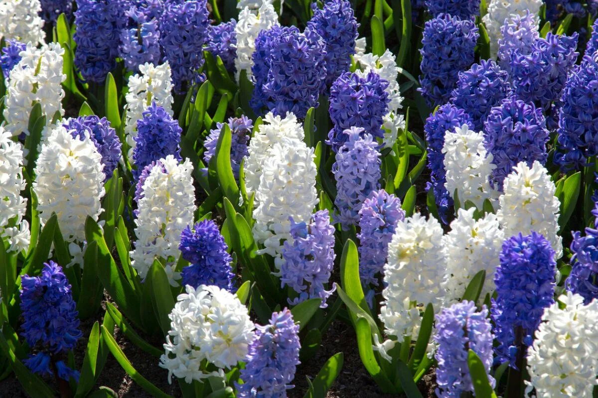 Ранние луковичные цветы фото. Весенние цветы луковичные гиацинт. Hyacinthus цветок. Гиацинт Вурбак. Мускари цветы многолетники.