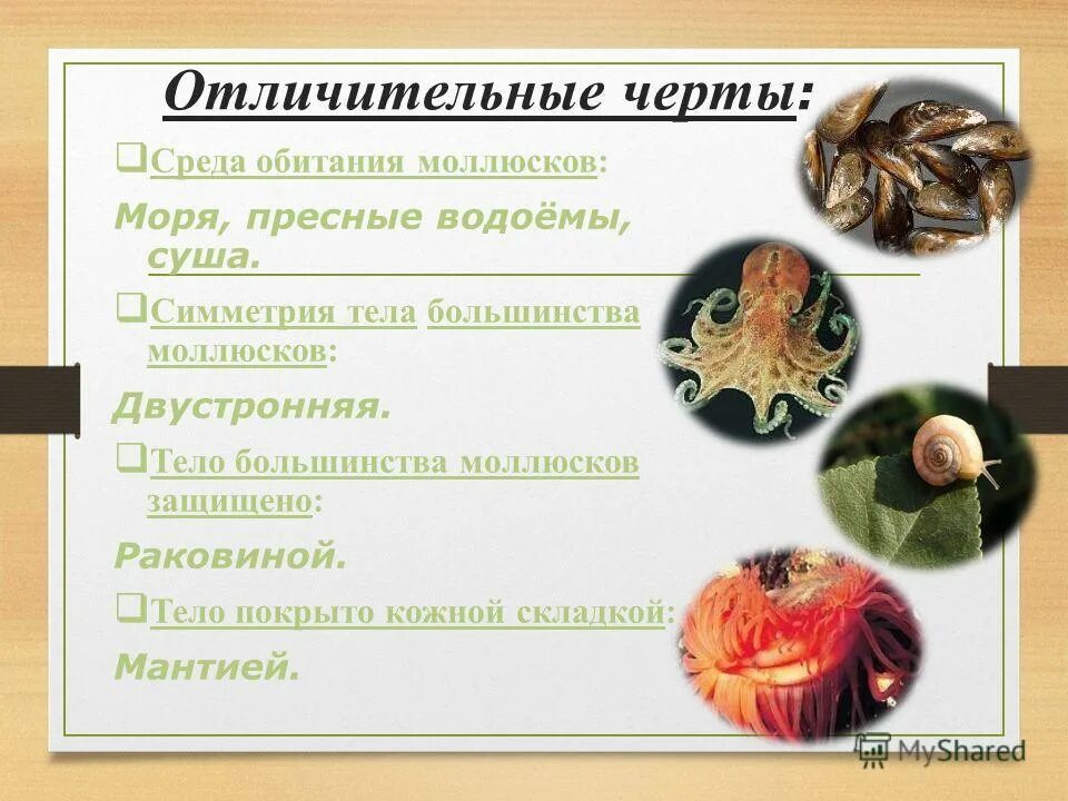Основные отличительные признаки моллюсков. Черты моллюсков. отличительные особенности моллюсков. моллюски среда обитания. отличные черты моллюсков.
