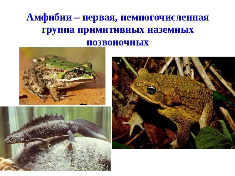 Биология сообщение о земноводных