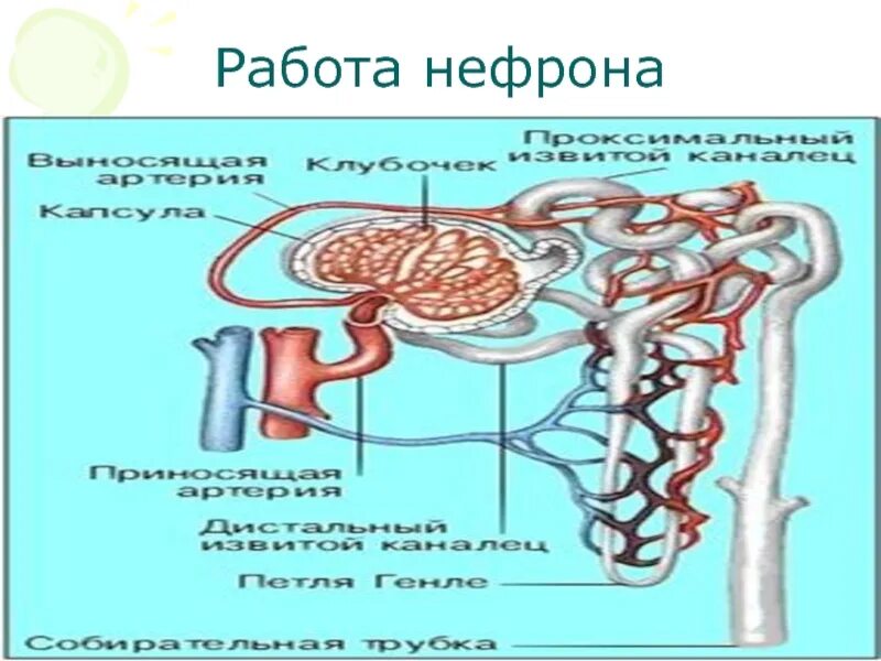 Нефрон схема 8 класс. Строение нефрона биология 8. Схема строения нефрона. Образование нефрона.
