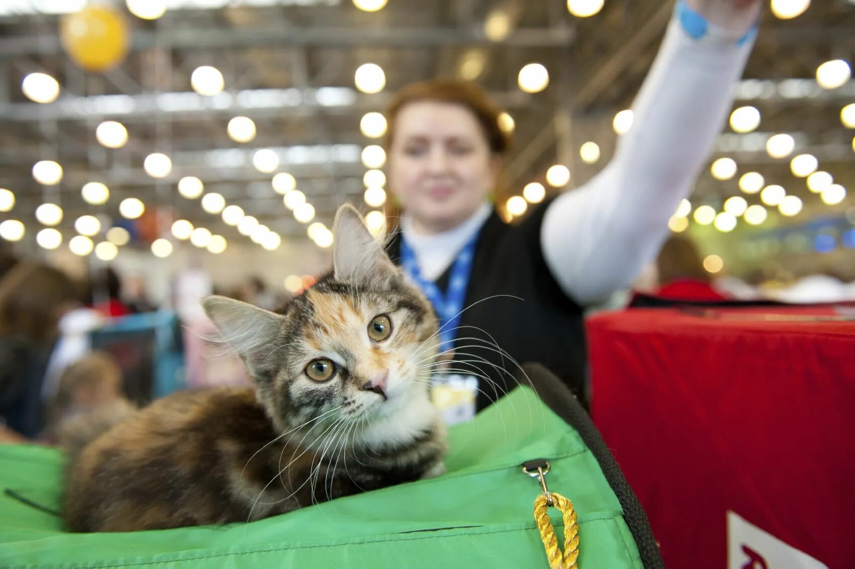 Spring cat show. Кошарики шоу ВДНХ. Выставка кошек. Кошарики выставка кошек. Выставке "кошарики шоу" в Москве.