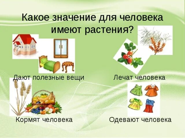 Какого значение культурных растений в жизни человека. Растения которые одевают человека. Растения которые одевают человека названия. Растение которое одевает человека. Растения которые одевают человека окружающий.