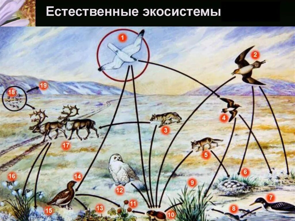 Цепи питания природной экосистемы. Биоценоз тундры. Пищевая сеть биогеоценоза в тундре. Экосистема тундры. Тундра цепь экосистемы.