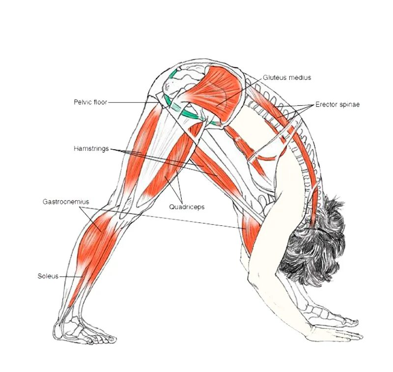 Паривритта Триконасана анатомия. Растяжка мышц задней поверхности бедра. Упражнения на растяжку задней поверхности бедра. Упражнения на растяжение задней поверхности бедра.