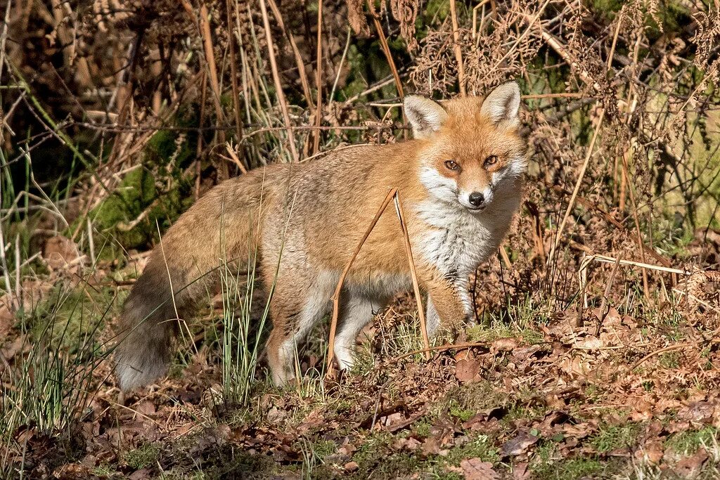 Животные ивановской области. Обыкновенная лисица (Vulpes Vulpes). Обыкновенная лисица в Карелии. Лесостепная обыкновенные лисицы. Лисица Курской области.