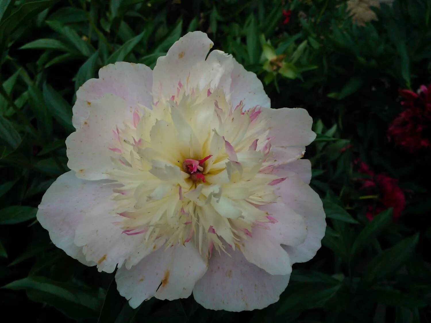 пион ду телл. Mary henderson пион. пион жемчужная россыпь белый. пион молочноцветковый "жемчужная россыпь". пион травянистый жемчужная россыпь.