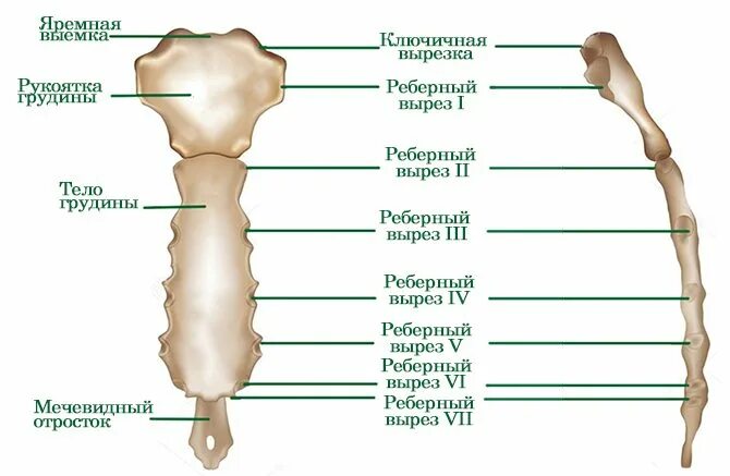 Трубчатая грудная кость. Грудина анатомия человека строение. Строение грудины человека анатомия. Грудина строение кости. Грудина мечевидный отросток анатомия.