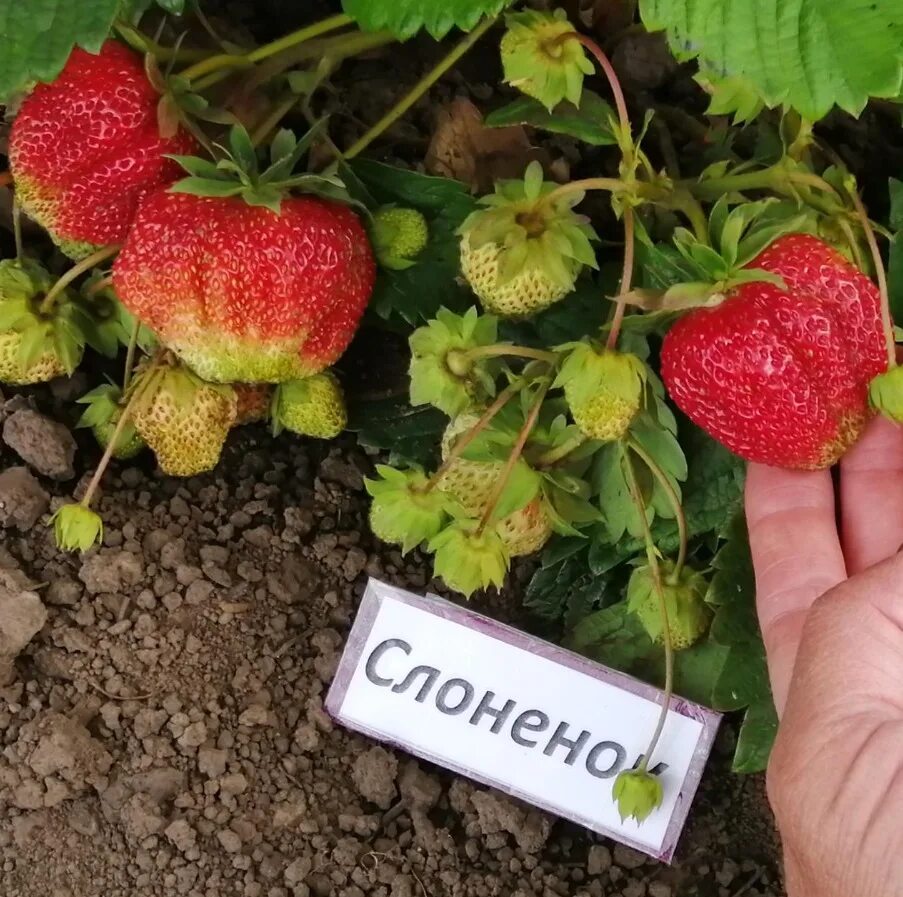 Сорт клубники слоненок. Клубника априка. Клубника слоненок фото. Клубника слоненок фото. Клубника слоненок фото.