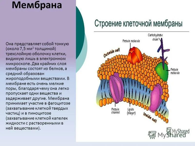 Липиды клеточных мембран. Структурная функция липидов в клеточной мембране. Строение липидного слоя в мембране. Плазматическая мембрана клетки строение и функции. Lipidlar.