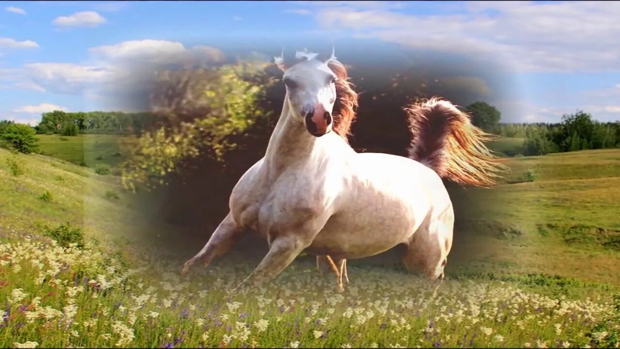 Танец лошадки. Лошадь танцует. Танец с лошадью. Испанские Танцующие лошади. Танцы с лошадьми свободными.
