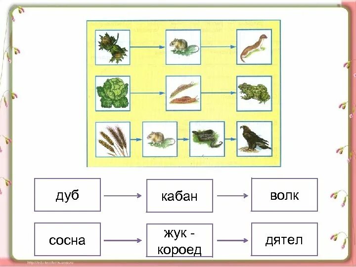 Цепи питания 3 класс окружающий мир карточки. Цепь питания с жуком короедом. цепь цепь питания сосна дятел жук короед. проект пищевая цепочка 3 класс окружающий мир.