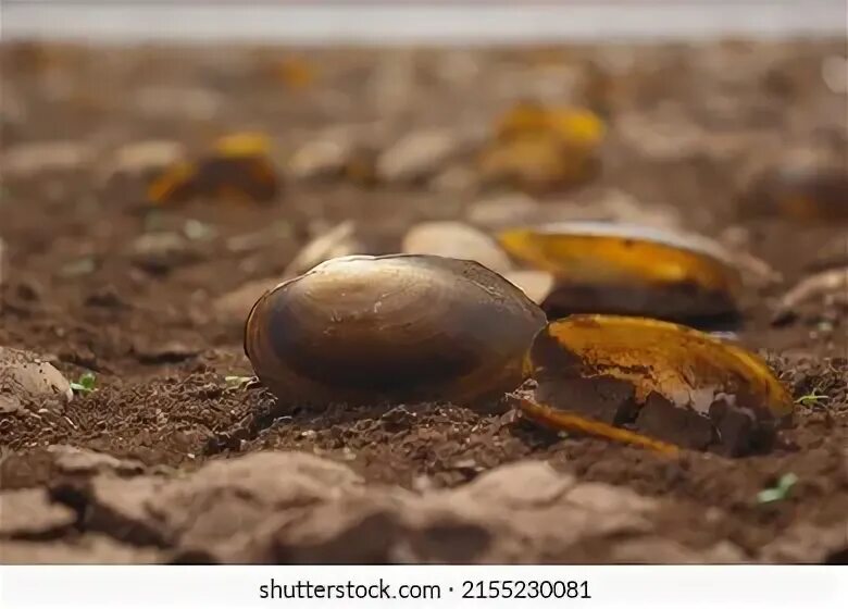 Broken shells. Broken shells