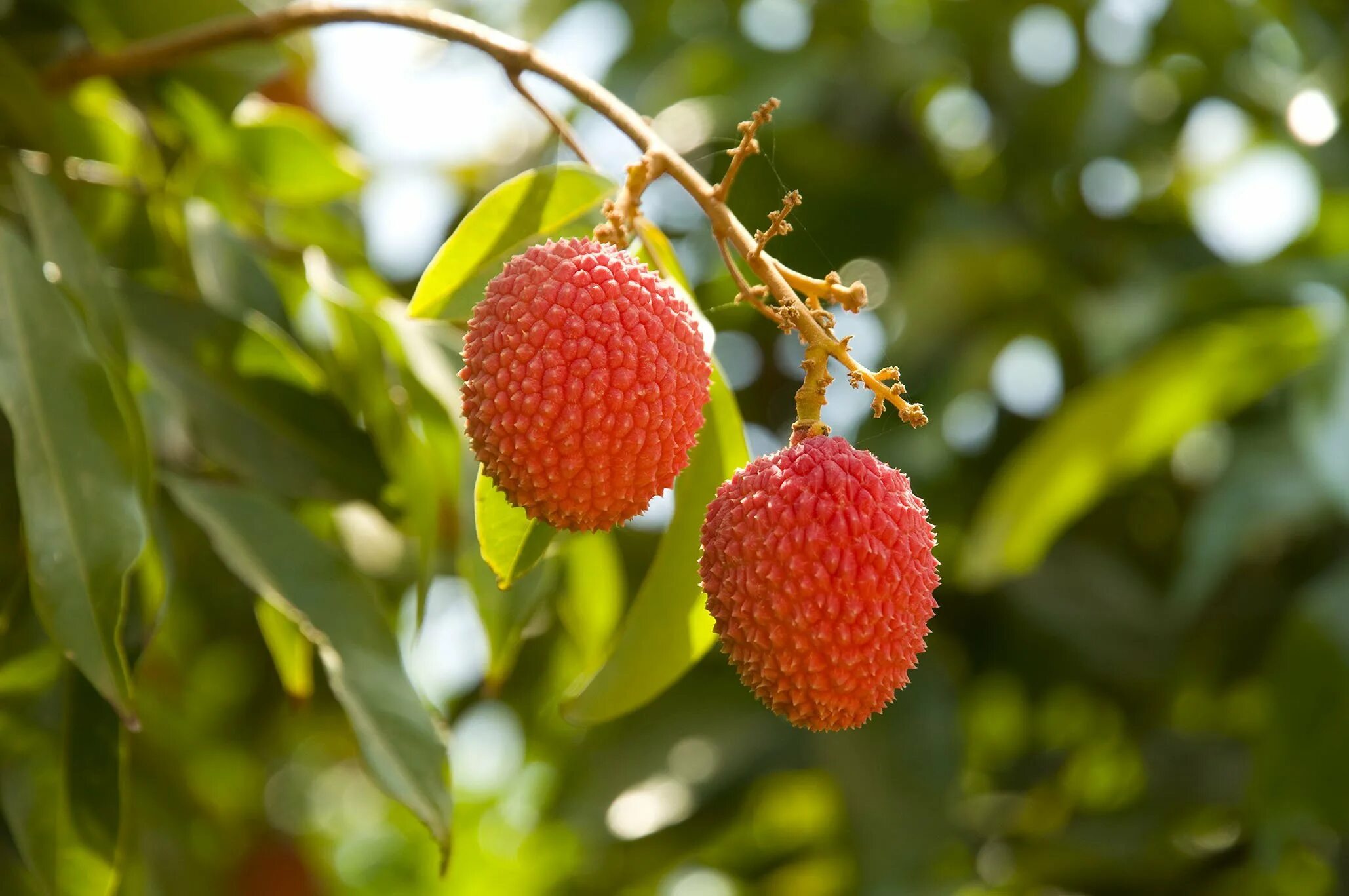 Китайские личи как есть. Litchi chinensis. Китайская ягода личи. Личи литчи китайская слива. Личи ягода дерево.