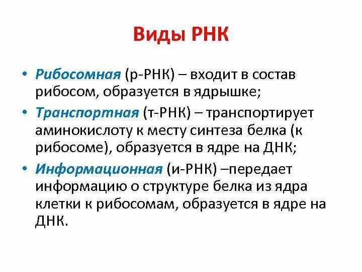 РНК информационная транспортная и рибосомная. Образование РНК. Основная функция РНК.