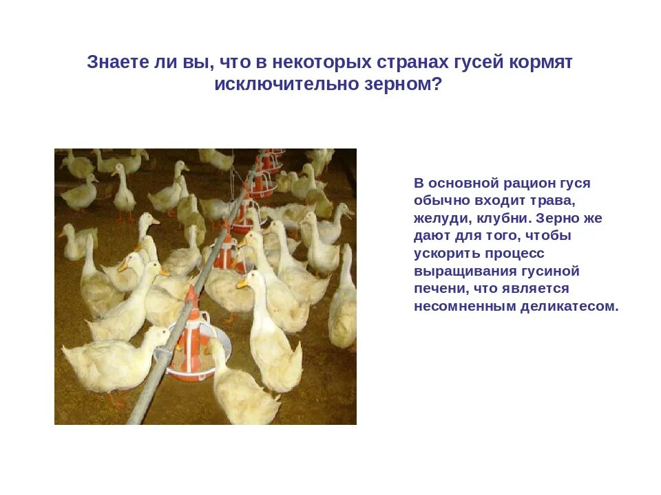 Чем кормить гусей для быстрого. Рацион кормления гусей. чем кормить гусей.