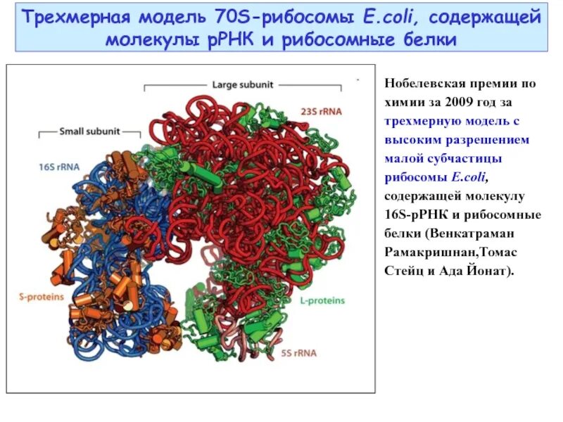 Строение малой субъединицы рибосомы. Рибосома состоит из молекул белка и. Рибосомы строение, функции биология 9 класс. Функции рибосом в клетке. Рибосома состоит из молекул белка и.