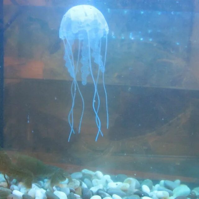 Медуза живая купить. Аквариум с медузами. Большой аквариум с медузами. Аквариумные медузы. Пресноводные медузы для аквариума.