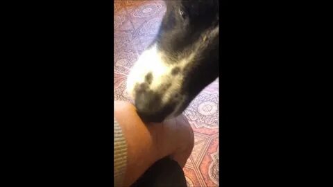 Собаке отлизать перископ