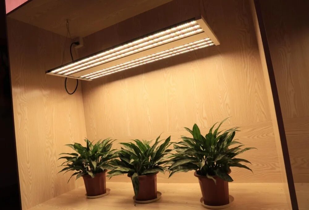 Освещение для растений. Led лампы для растений 600w. Phlizon 1200w COB. Биколорная фитопанель 5630n. Лампа для растений светодиодная белый свет 7000к.