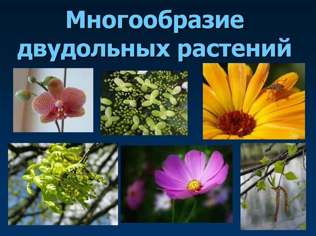Презентация на тему растения. Двудольные цветковые растения. Покрытосеменных цветковых растений. Двудольные Покрытосеменные растения. Многообразие покрытосеменных растений растений.