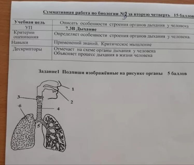 Соотнесите изображение органа дыхания с представителем класса. Подпиши изображённые на рисунке органы. Подпиши изображённые на рисунке опганы. Подпишите изображенные на рисунке органы. Подпиши изображенные на рисунке органы дыхания.