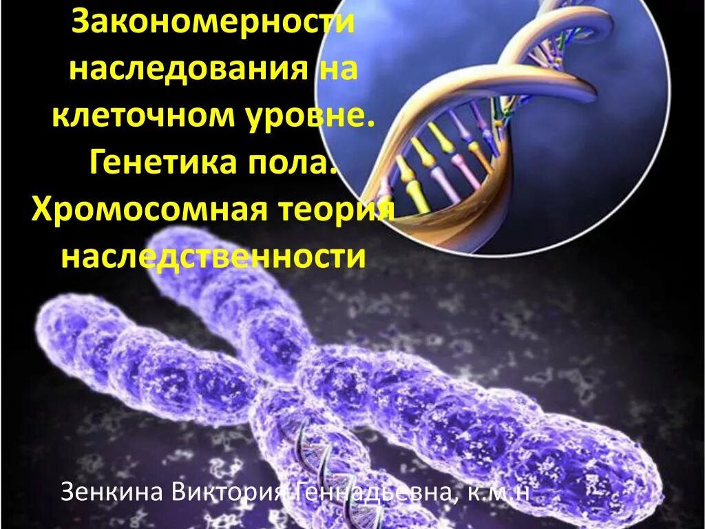 Ген генотип наследственность. Хромосомная теория наследственности. Хромосомы и наследственность. Генетика наследственность. Хромосомная теория наследственности генетика.