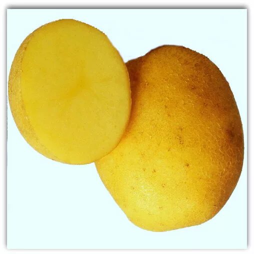Сорт картофеля Венета. Семенной картофель Винета. Картошка сорт Винета.