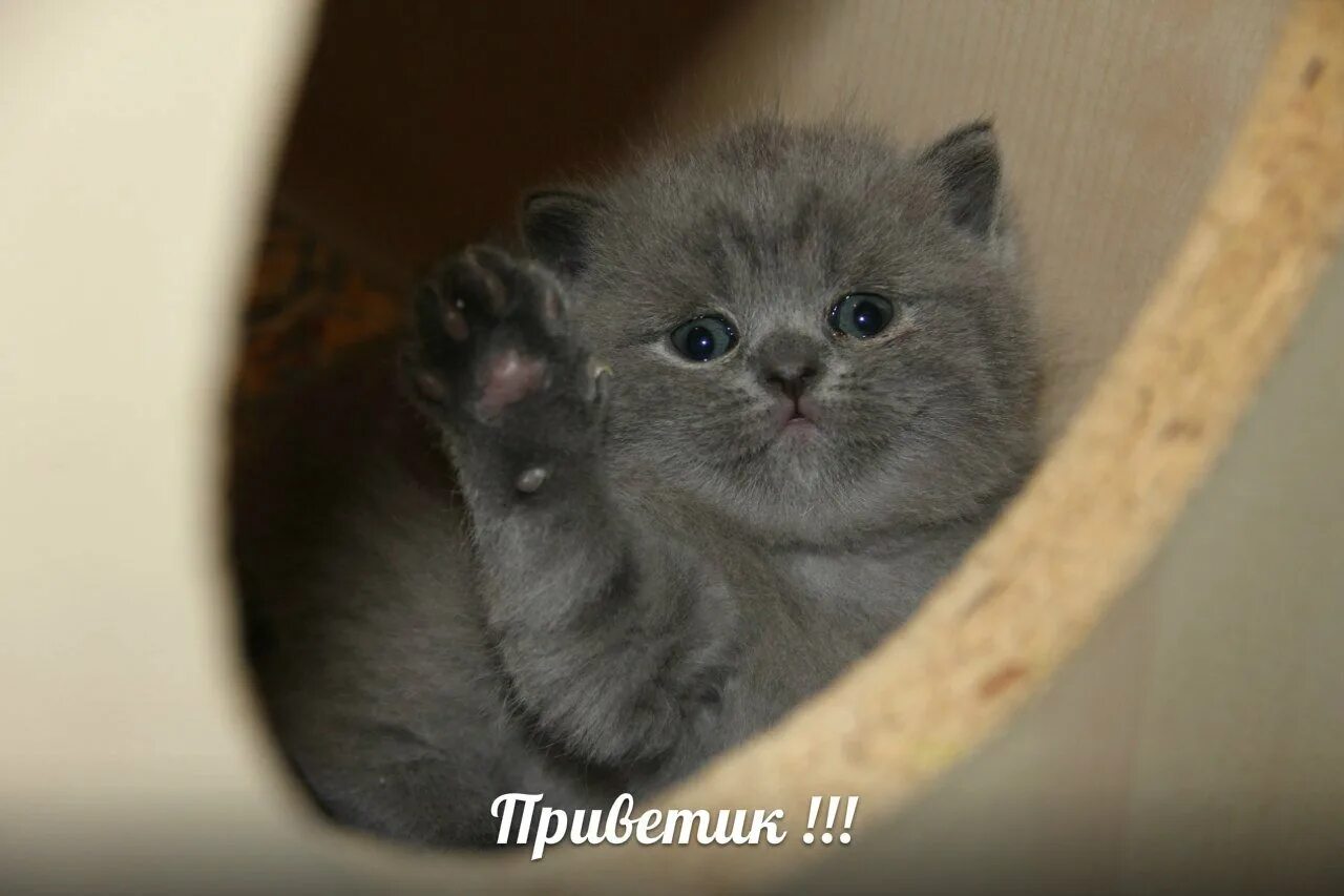 Будет или будит. Как правильно написать будит или будет. Будите или будете как правильно. Будите уходить. Вы будете или будите как правильно.