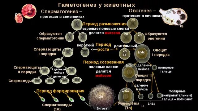 Сперматогенез и овогенез у животных. 2. Гаметогенез. Сперматогенез. Гаметогенез периоды гаметогенеза. Период формирования сперматогенез.