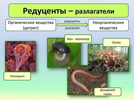 Растения являются редуцентами