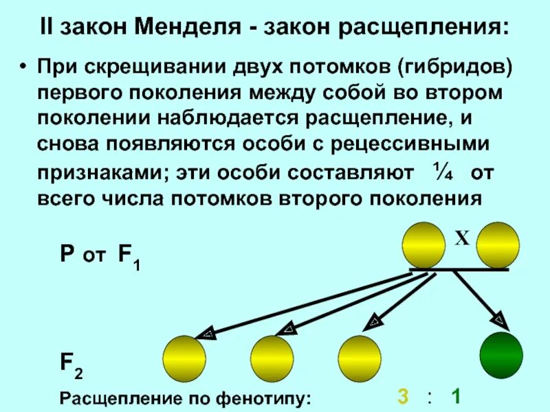 Гибриды второго поколения. Моногибридное скрещивание закон расщепления. Гибриды 2 поколения при моногибридном скрещивании. Закон расщепления во втором поколении при моногибридном скрещивании. Второй закон Менделя закон расщепления закон чистоты гамет.