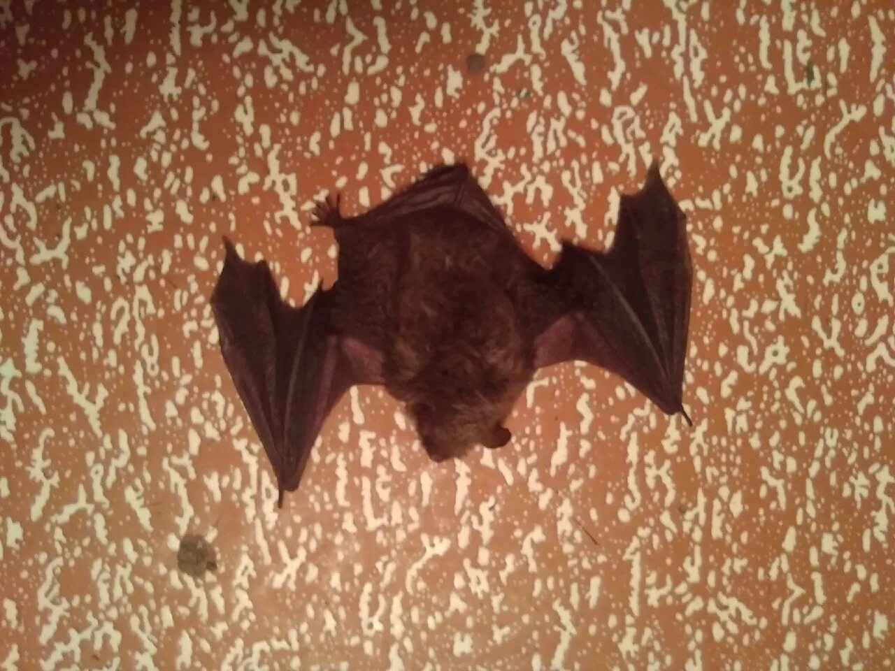 Что означает летучая мышь в квартире. Летучая мышь в доме. Залетела летучая мышь в квартиру примета. Летучая мышь залетела на балкон. Мышь в комнате.