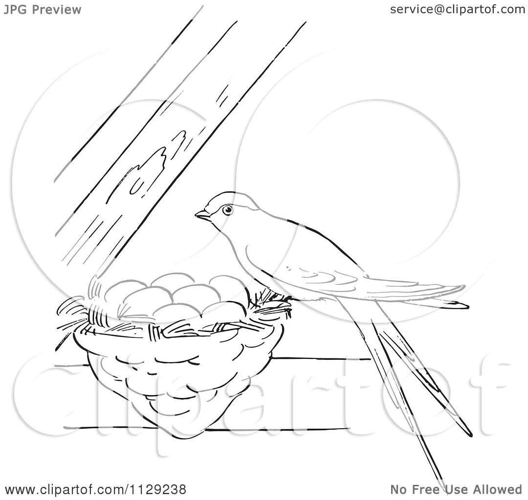 Стрижонок скрип рисунок карандашом. Ласточка раскраска для детей. Птица в гнезде раскраска. Гнездо раскраска для детей. Раскраска гнездо птицы для детей.