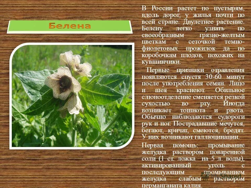 белена растение 3 класс. белена чёрная. белена чёрная, дурман, красавка (белладонна). белена ядовитое растение описание. белена ядовитое растение сообщение.