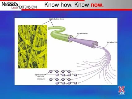 Plant fiber