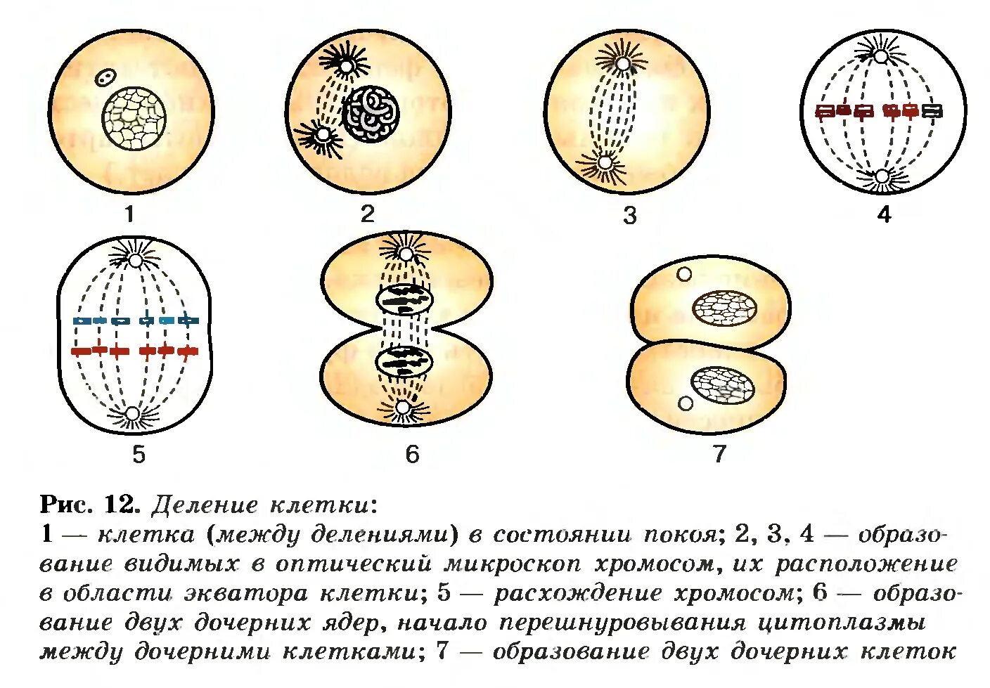 Митоз какой метод исследования. Схема этапов деления клетки. Схема процесса деления клетки. Деление растительной клетки схема. Схема деления клетки 5 класс биология.