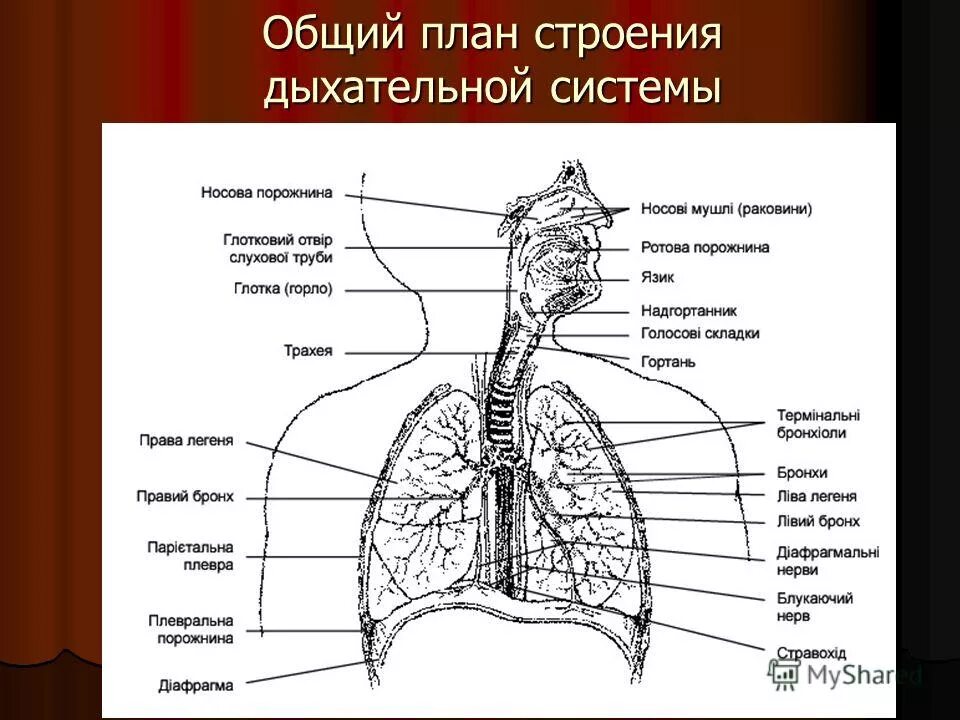 Органы обеспечивающие дыхание человека. Общая схема строения дыхательной системы. Схема строения системы органов дыхания. Общий план строения дыхательной системы человека. Схема анатомического строения дыхательной системы.