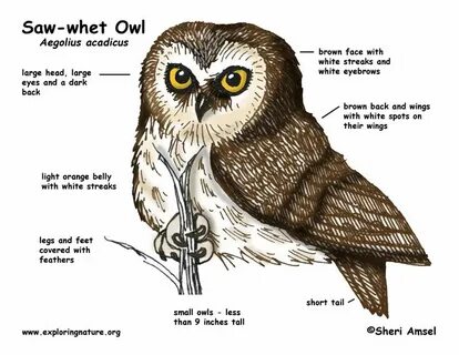 Owl перевод
